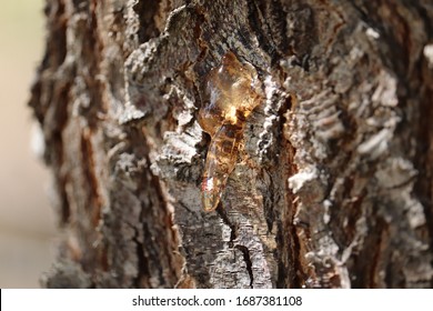 Copal Amber Tree Sap Coming Out Of Tree