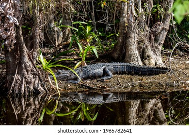 Copeland, Florida. Fakahatchee Strand State Preserve. Young juvenile American Alligator "Alligator mississippiensis" basking in the sun in the Everglades.