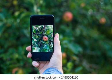 Copenhagen, Zealand / Denmark - August 22 2019: A Young Man Is Taking A Picture Of An Apple With His Apple Iphone 8 Plus. 