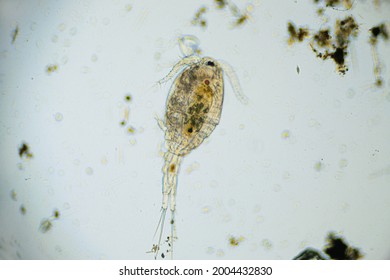 Copepod Cyclops is small crustacean found in freshwater pond. Zooplankton, micro crustacean under the light microscope. Magnification of 100 times, microscope objective 10