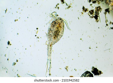 Copepod Cyclops is small crustacean found in freshwater pond. Zooplankton, micro crustacean under the light microscope. Magnification of 100 times, microscope objective 10
