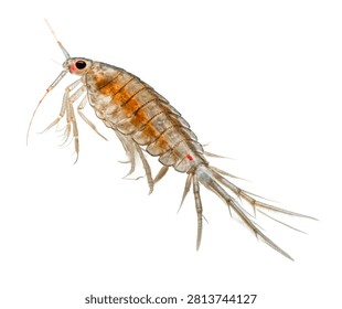 Copepod Single Copepod Viewed From A Macro Perspe Isolated On White Background