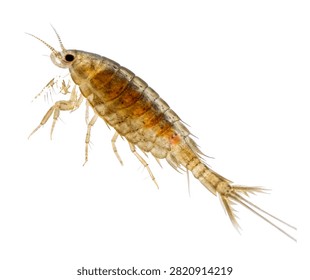 Copepod Single Copepod Viewed From A Macro Perspe Isolated On White Background