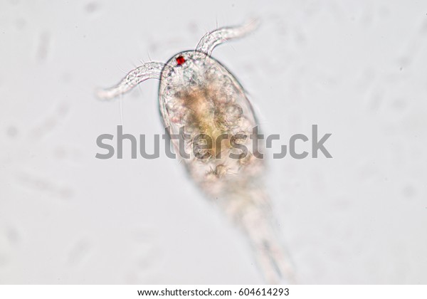 Copepod (zooplankton) in freshwater and\
Marine under\
microscope.\
