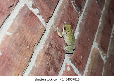 Copes Grey Tree Frog On A Brick Wall