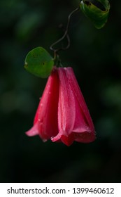 Copiehues, national flower of Chile
