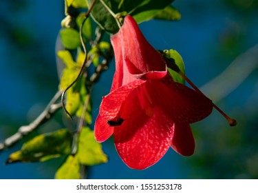 Copihue flower with a bee