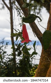 
copihue hanging from a tree, a native flower of Chile and a national emblem. South of Chile