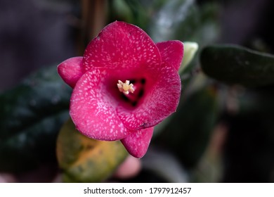 Copihue (Lapageria rosea) national flower of Chile