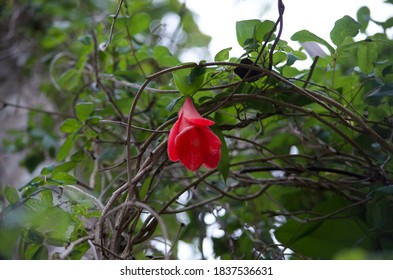 Copihue national flower of Chile.
