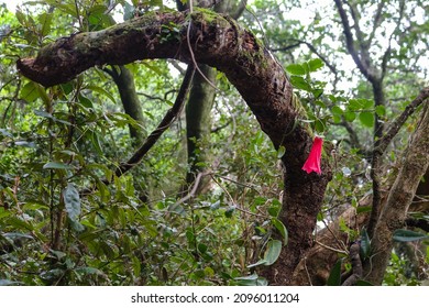 A copihue, national flower of Chile,  pending of a tree