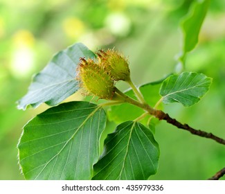 Copper Beech