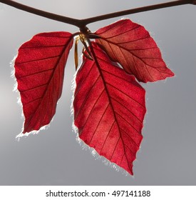 Copper Beech In Autumn