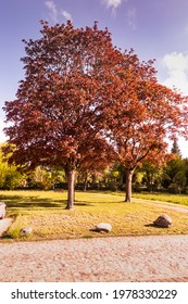 Copper Beech By The Wayside