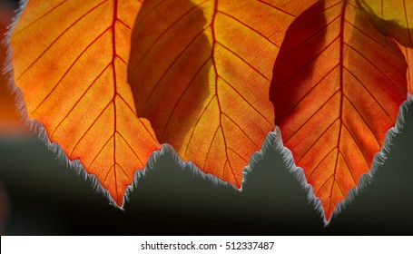 Copper Beech Contre Jour