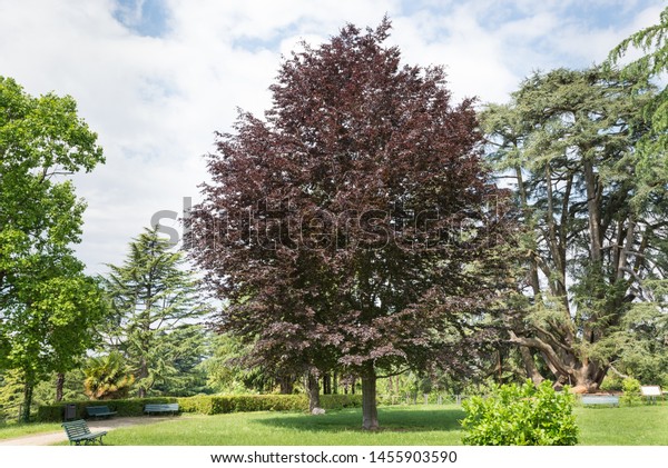 Copper beech or purple beech tree (Fagus\
sylvatica purpurea). Decorative tree with red - purple red leaves,\
used in large gardens or parks. European tree, Varese public\
gardens or Estensi\
gardens