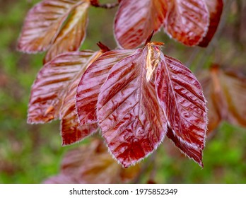 The Copper beech tree (Fagus sylvatica purpurea) leaves isolated, close up, macro, detail.