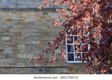 Copper beech tree growing in front of an old stone building