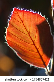 The Copper beech tree leaf (Fagus sylvatica purpurea) isolated on dark background. Close up. Contre Jour.