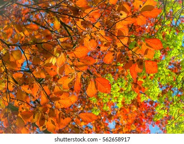 Copper Beech Tree Leaves In Spring