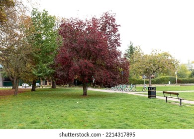 Copper Beech Tree In A Park