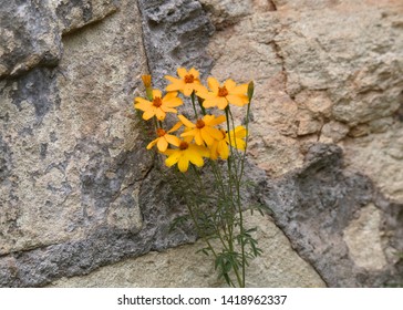 Copper Canyon Daisy (tagetes Lemmonii)