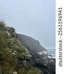 Copper coast in Ireland with flowers on cliff