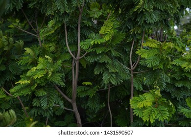 Copper Pod Trees Without Flower