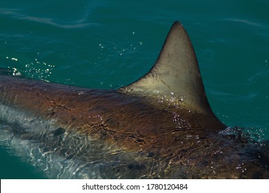 Copper Shark Dorsal Fin, Gansbaai, South Africa