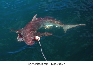 Copper Shark Just Below The Surface Of The Water, Coming To The Bait Put Out By A Shark Cage Diving Boat, In Kleinbaai, Outside Gansbaai, South Africa