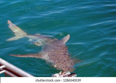 Copper Shark Just Below The Surface Of The Water, Coming To The Bait Put Out By A Shark Cage Diving Boat, In Kleinbaai, Outside Gansbaai, South Africa