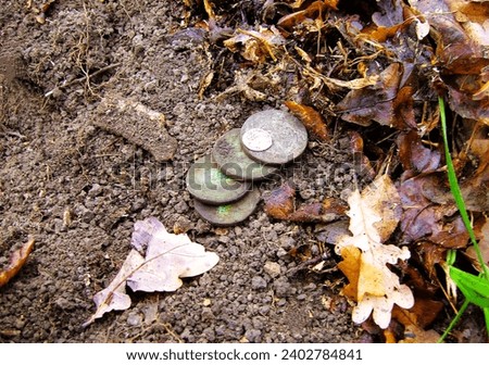 Copper and silver coins of the 18th century of Tsarist Russia, found in the ground, against the backdrop of an autumn forest. Silver and copper coins of Tsarist Russia.