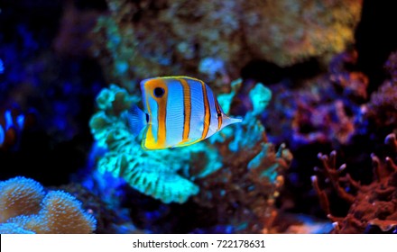 Copperband Butterfly Fish