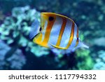 Copperband Butterfly fish swiming among coral