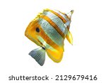 Copperband butterflyfish or beaked coral fish isolated on white. Chelmon rostratus species of butterflyfish belonging to family Chaetodontidae. Living in the Pacific and Indian Oceans and Australia.