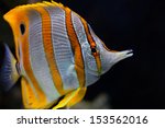 Copperband butterflyfish (Chelmon rostratus)