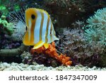 The Copperband Butterflyfish (Chelmon rostratus).