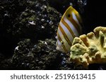 Copperband Butterflyfish - Chelmon rostratus, beautiful colored coral reef fish from Pacific and Indian ocean coasts and reefs, Mauritius.