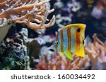 Copperband Butterflyfish (Chelmon rostratus), also commonly called the Beak Coralfish, is found in reefs in both the Pacific and Indian Oceans