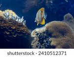 COPPERBAND BUTTERFLYFISH (Chelmon rostratus) Fish from Pacific Ocean