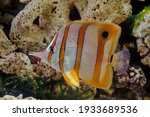The copperband butterflyfish (Chelmon rostratus), also known as the beaked coral fish, is found in reefs in both the Pacific and Indian Oceans. 