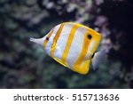 Copperband butterflyfish (Chelmon rostratus). Marine fish.