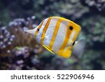 Copperband butterflyfish (Chelmon rostratus). Marine fish.