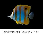 Copperband butterflyfish (Chelmon rostratus) on isolated background. Marine fish, Beautiful fish on the seabed and coral reefs