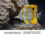 Copperband butterflyfish (Chelmon rostratus) swimming gracefully in a coral reef. This vibrant marine fish features striking yellow stripes and a distinctive elongated snout, native to the Indo-Pacifi