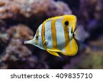 Copperband butterflyfish (Chelmon rostratus). Wild life animal. 