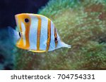 Copper-banded butterflyfish, Chelmon rostratus, picks at the corals on the reef