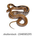 Copperhead rat snake tongue out, Coelognathus radiatus, isolated on white