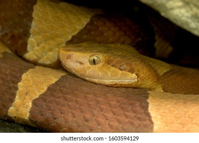 39 Northern Copperhead Images, Stock Photos & Vectors 