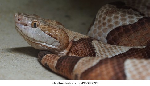 Copperhead Snake
